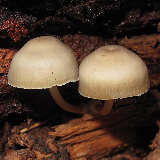 Mycena tuvara, Tasmania, fungi
