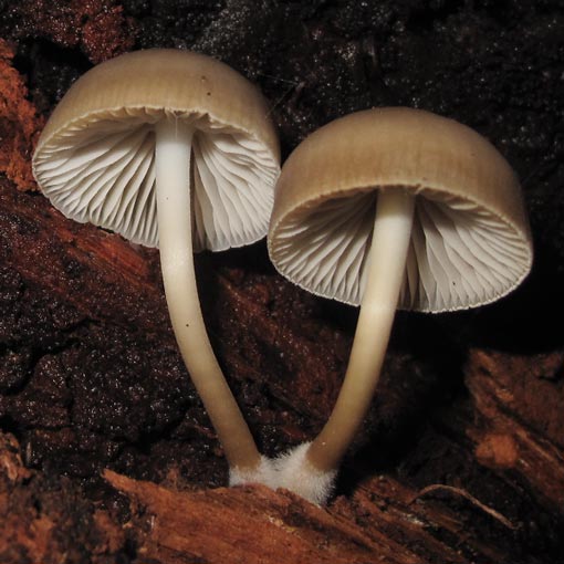Mycena tuvara, Tasmania, fungi