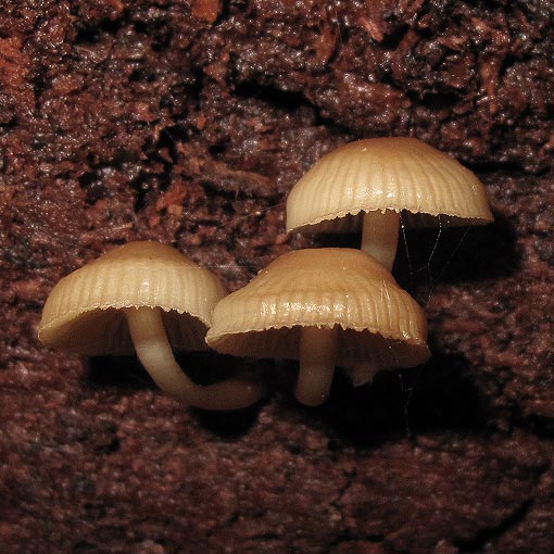 Mycena tuvara, Tasmania, fungi