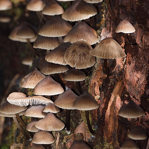 Mycena yuulongicola, fungi, Tasmania