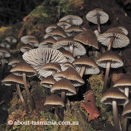 Mycena yuulongicola, fungi, Tasmania