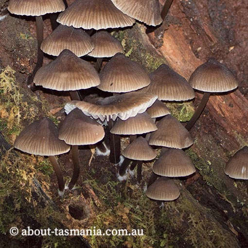 Mycena yuulongicola, fungi, Tasmania