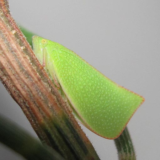 Siphanta acuta Group, Flatidae, Tasmania