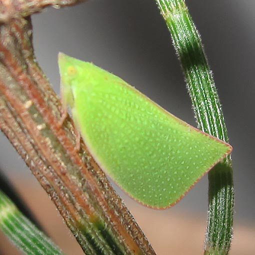 Siphanta acuta Group, Flatidae, Tasmania
