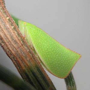 Siphanta acuta