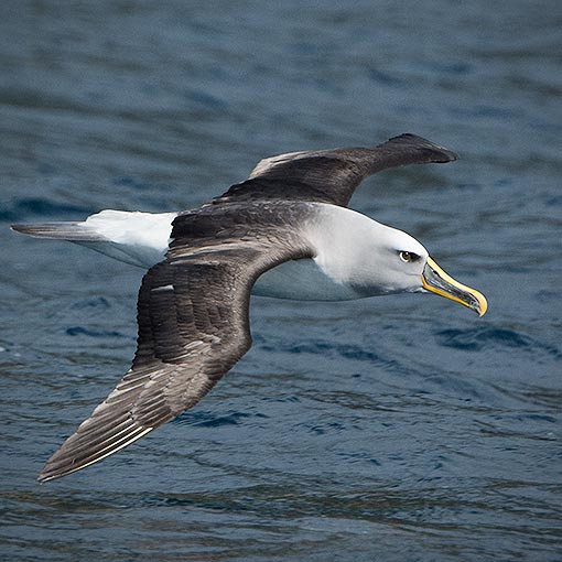 Buller's albatross, Thalassarche bulleri, Tasmania