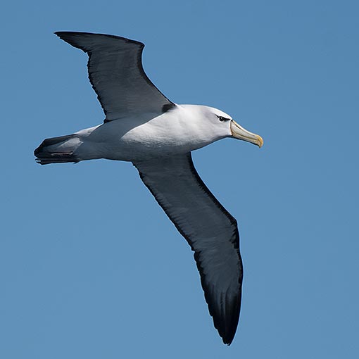 Shy Albatross, Diomedea cauta, Tasmania