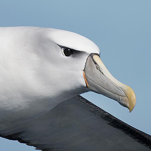 Shy Albatross, Diomedea cauta, Tasmania