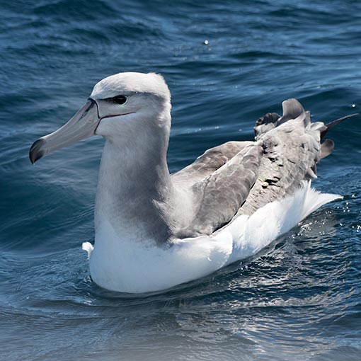 Shy Albatross, Diomedea cauta, Tasmania