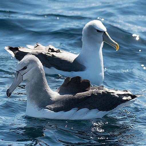 Shy Albatross, Diomedea cauta, Tasmania