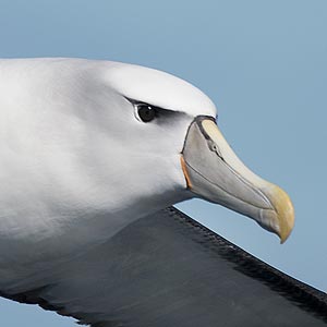 Shy Albatross
