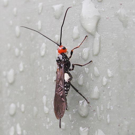 Callibracon limbatus, Braconidae, wasp, Tasmania