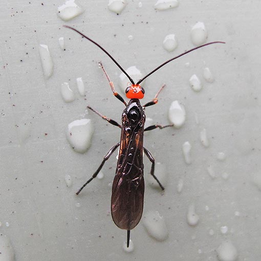 Callibracon limbatus, Braconidae, wasp, Tasmania