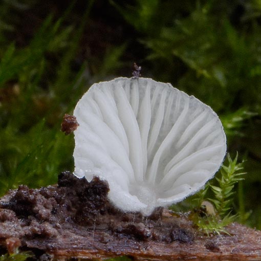 Cheimonophyllum candidissimum, fungi, Tasmania