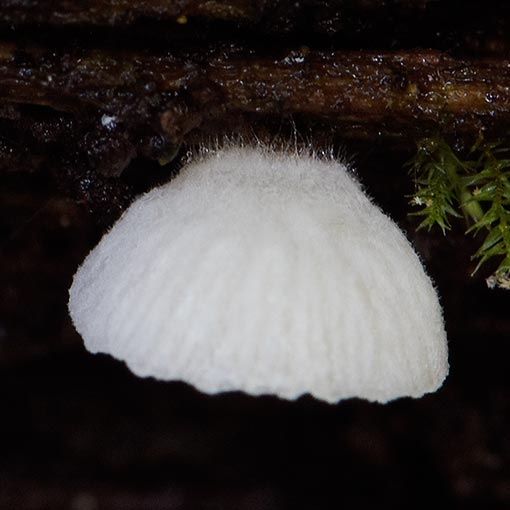 Cheimonophyllum candidissimum, fungi, Tasmania