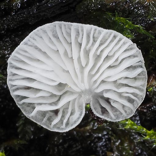 Cheimonophyllum candidissimum, fungi, Tasmania