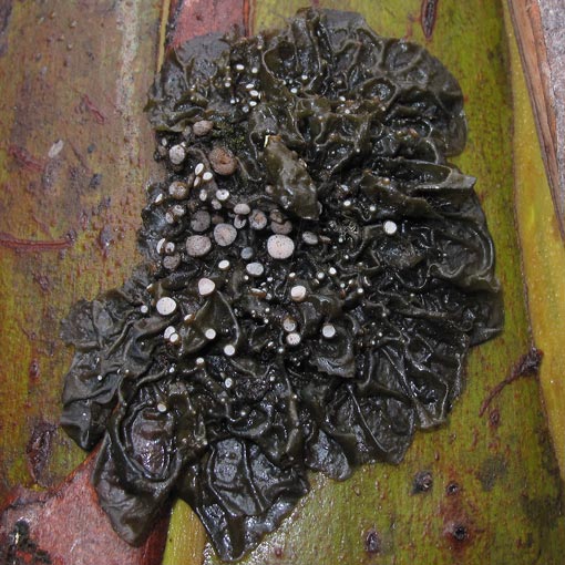 Collema leucocarpum, lichen, Tasmania