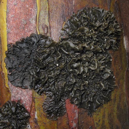 Collema leucocarpum, lichen, Tasmania