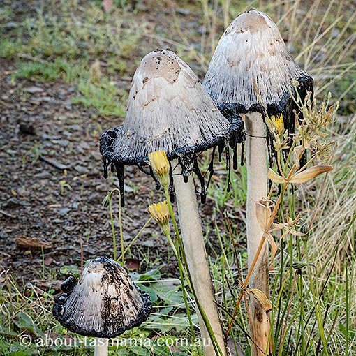Coprinus comatus, fungi, Tasmania