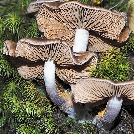 Thaxterogaster submagellanicus, Cortinarius submagellanicus, Tasmania, fungi