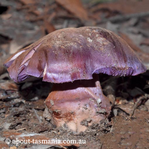 Cortinarius 'violet and bulbous', Tasmania, fungi