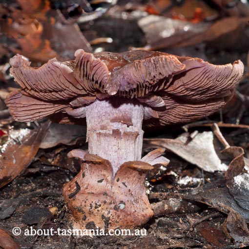 Cortinarius 'violet and bulbous', Tasmania, fungi