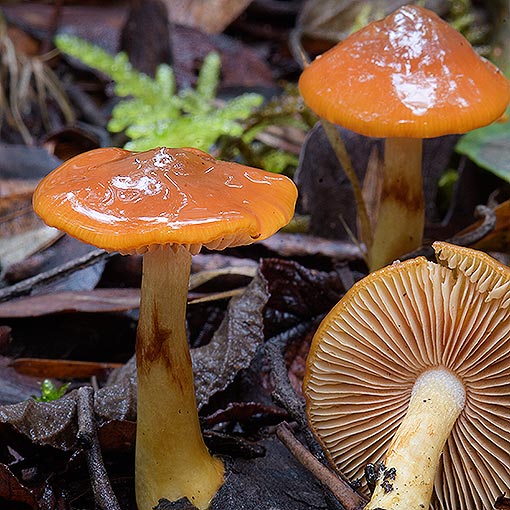 Cortinarius sp., fungi, Tasmania