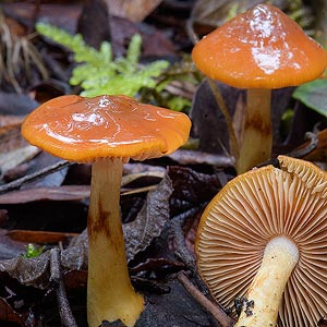 Cortinarius sp.