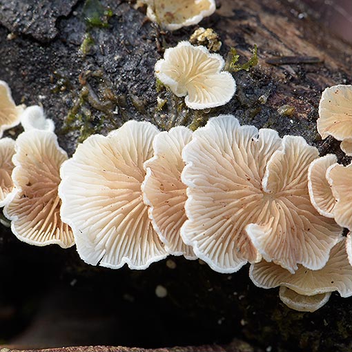Crepidotus variabilis, fungi, Tasmania