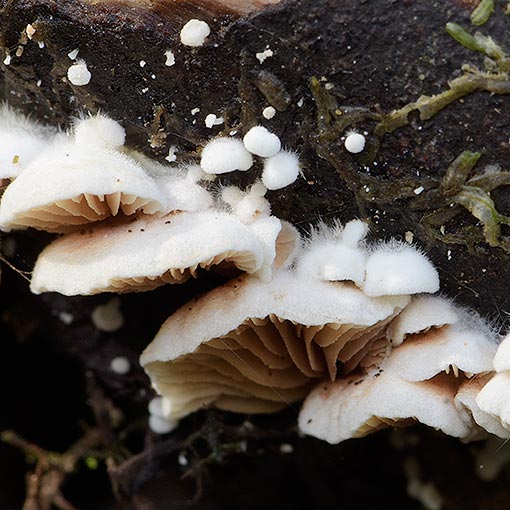 Crepidotus variabilis, fungi, Tasmania