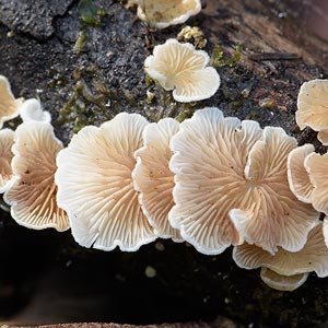 Crepidotus variabilis