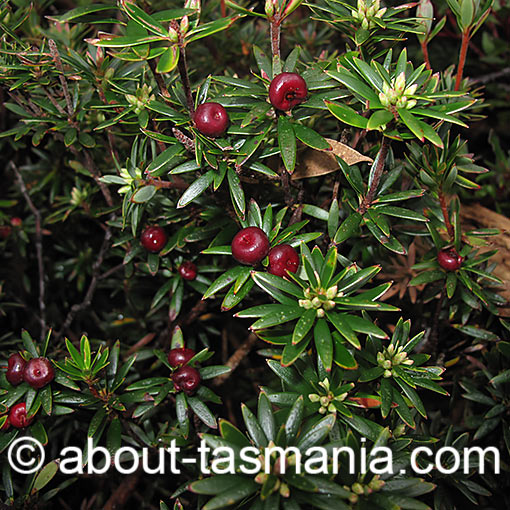 Cyathodes straminea,<br />
Spreading Cheeseberry, Tasmania