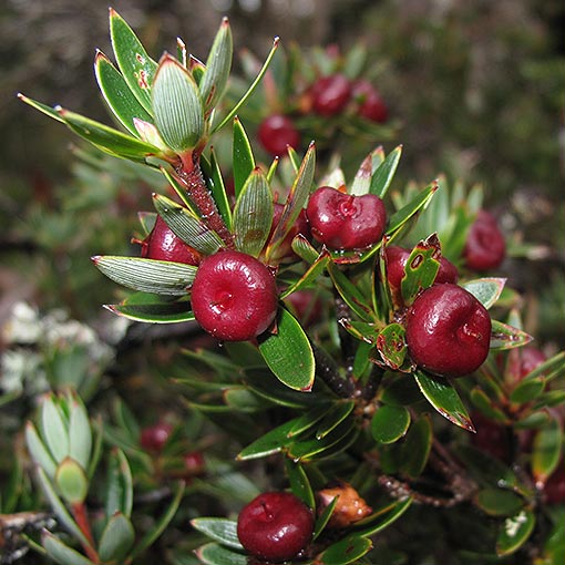 Cyathodes_straminea Cyathodes straminea,<br />
Spreading Cheeseberry, Tasmania