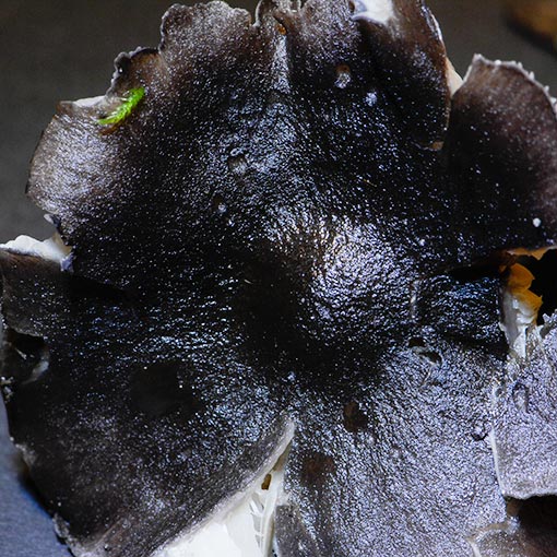 Entoloma haastii, fungi, Tasmania