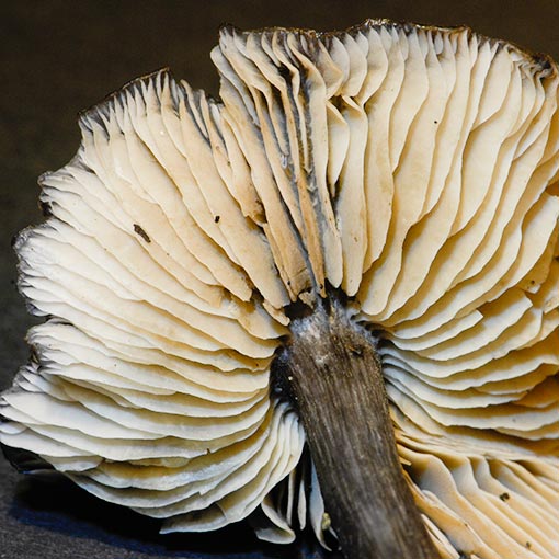 Entoloma haastii, fungi, Tasmania