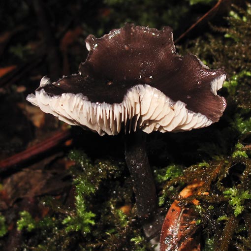Entoloma haastii, fungi, Tasmania