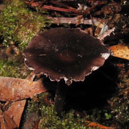 Entoloma haastii, fungi, Tasmania
