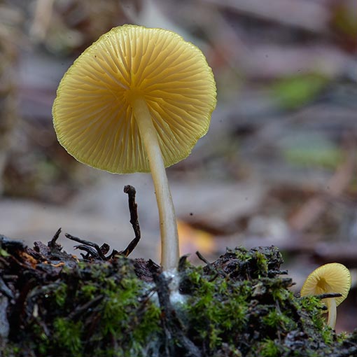 Entoloma readiae var. sulphureum, Tasmania, fungi
