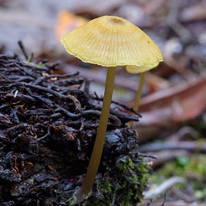 Entoloma readiae