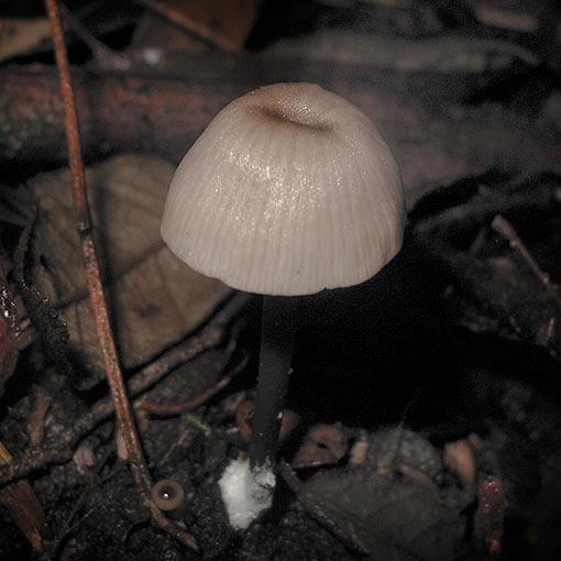 Entoloma albidocoeruleum, fungi, Tasmania