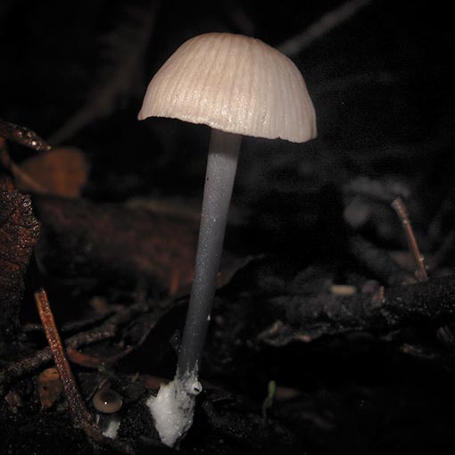 Entoloma albidocoeruleum, fungi, Tasmania