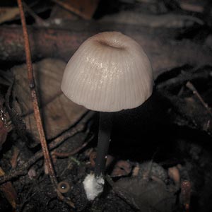 Entoloma albidocoeruleum