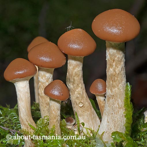 Galerina patagonica, fungi, Tasmania