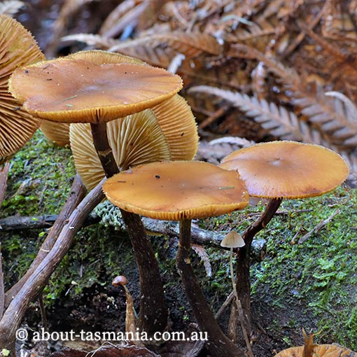 Galerina patagonica, fungi, Tasmania