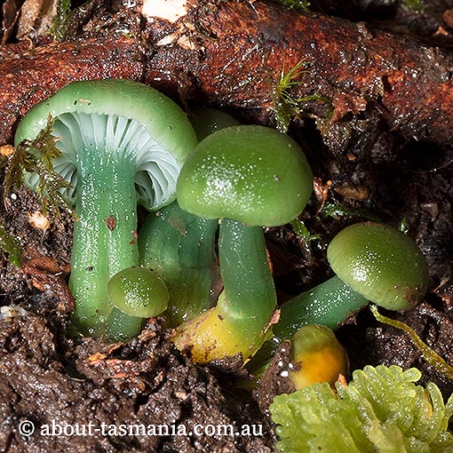Gliophorous graminicolor, Hygrocybe graminicolor, fungi, Tasmania