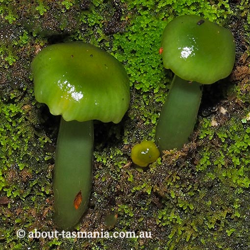 Gliophorous graminicolor, Hygrocybe graminicolor, fungi, Tasmania