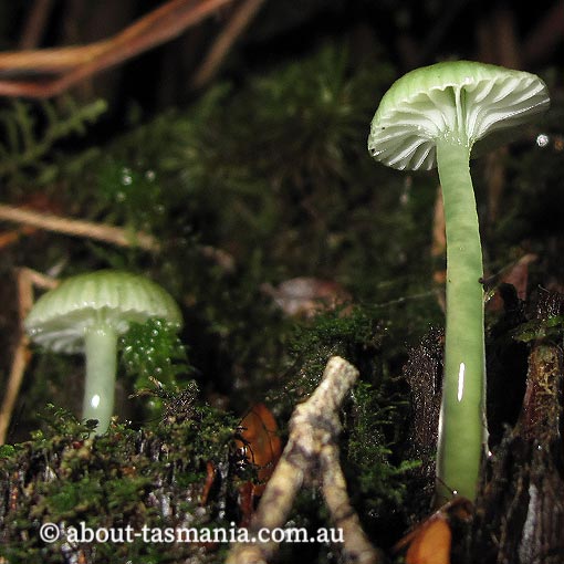 Gliophorous graminicolor, Hygrocybe graminicolor, fungi, Tasmania