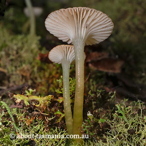 Gliophorous graminicolor, Hygrocybe graminicolor, fungi, Tasmania