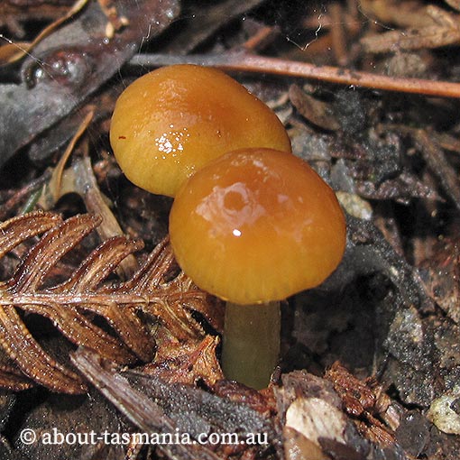 Gliophorous graminicolor, Hygrocybe graminicolor, fungi, Tasmania