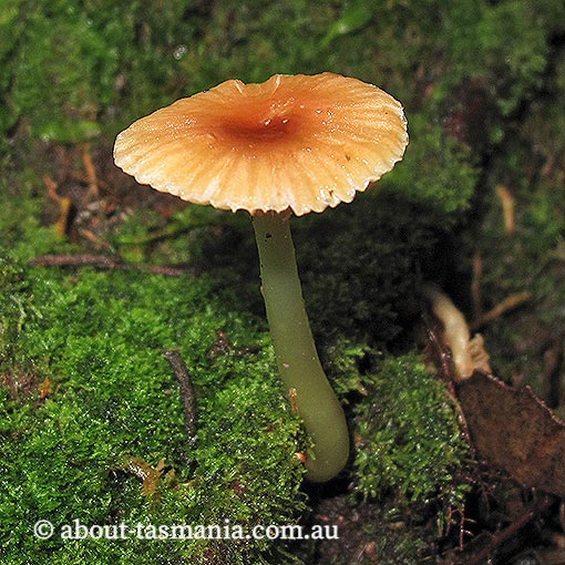 Gliophorous graminicolor, Hygrocybe graminicolor, fungi, Tasmania